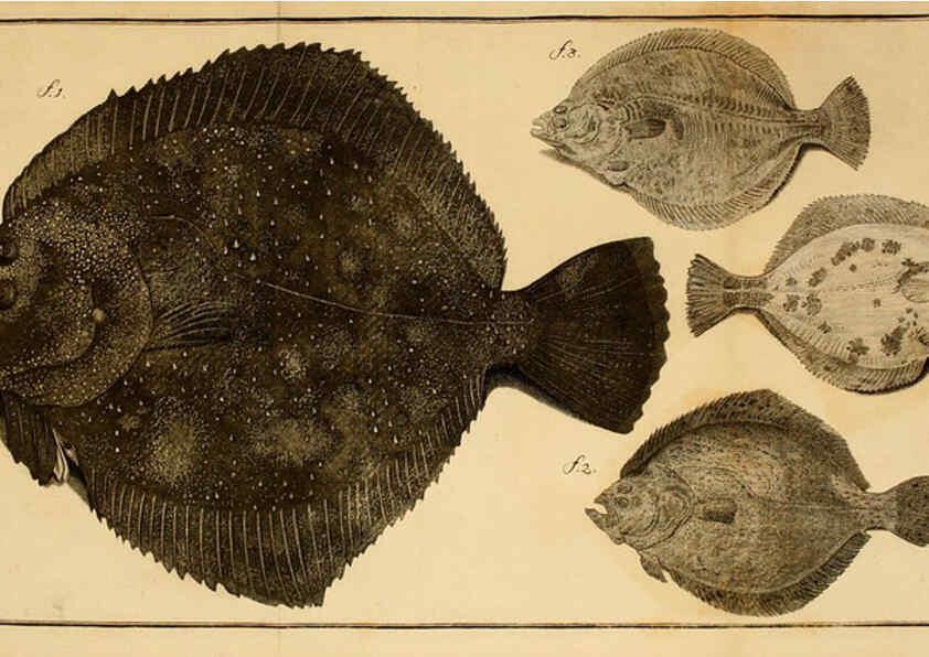 Reproducción/Reproduction 6263775956: Iacobi Theodori Klein Historiæ piscium naturalis Gedani [i.e. Gdansk] :Litteris Schreiberianis,1740-49