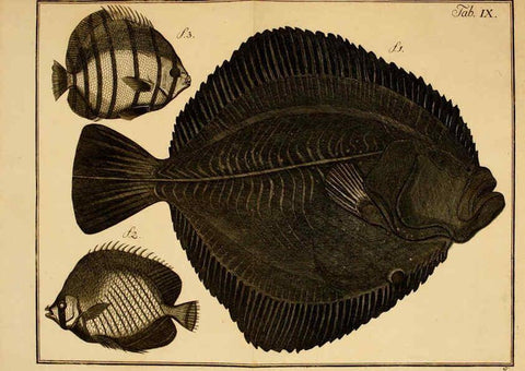 Reproducción/Reproduction 6263250181: Iacobi Theodori Klein Historiæ piscium naturalis Gedani [i.e. Gdansk] :Litteris Schreiberianis,1740-49