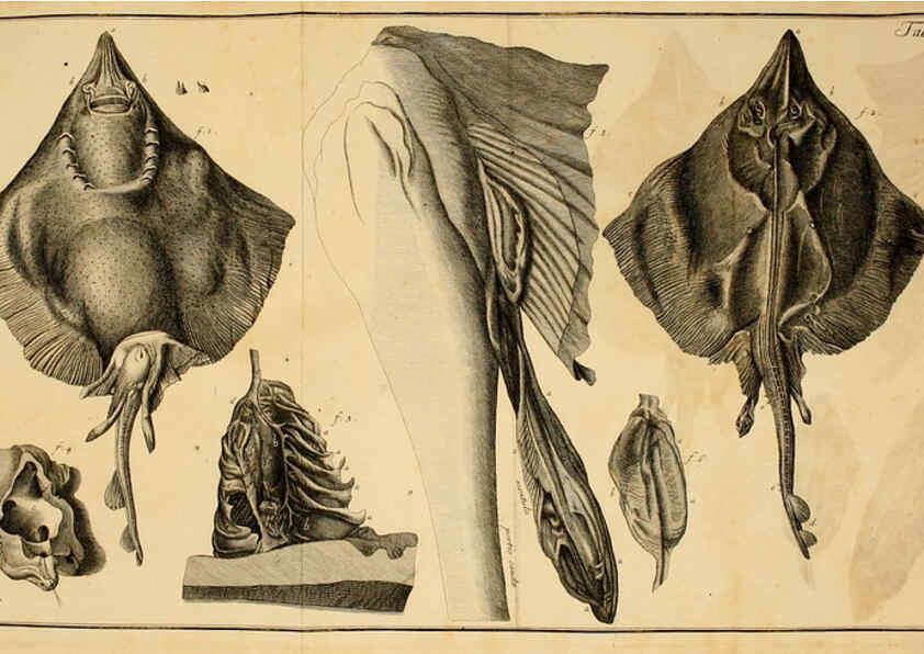 Reproducción/Reproduction 6263774214: Iacobi Theodori Klein Historiæ piscium naturalis Gedani [i.e. Gdansk] :Litteris Schreiberianis,1740-49