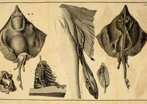 Reproducción/Reproduction 6263774214: Iacobi Theodori Klein Historiæ piscium naturalis Gedani [i.e. Gdansk] :Litteris Schreiberianis,1740-49