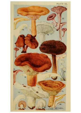 Reproducción/Reproduction 6263213573: Field book of common gilled mushrooms New York :G.P. Putnam's Sons,1928