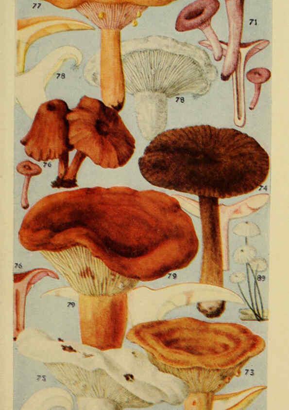 Reproducción/Reproduction 6263213573: Field book of common gilled mushrooms New York :G.P. Putnam's Sons,1928