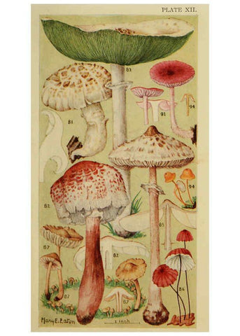 Reproducción/Reproduction 6263740064: Field book of common gilled mushrooms New York :G.P. Putnam's Sons,1928