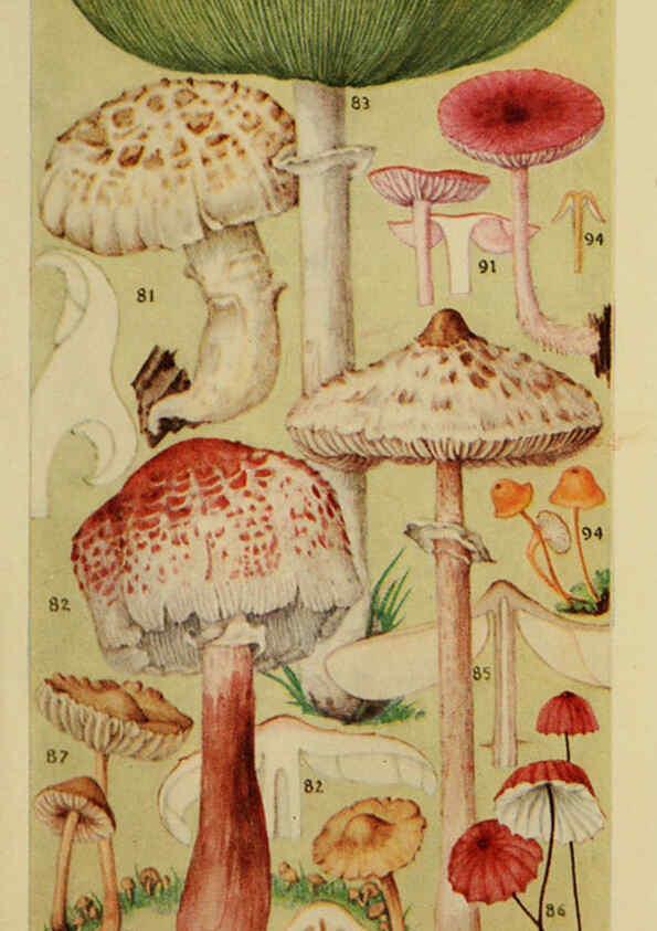 Reproducción/Reproduction 6263740064: Field book of common gilled mushrooms New York :G.P. Putnam's Sons,1928