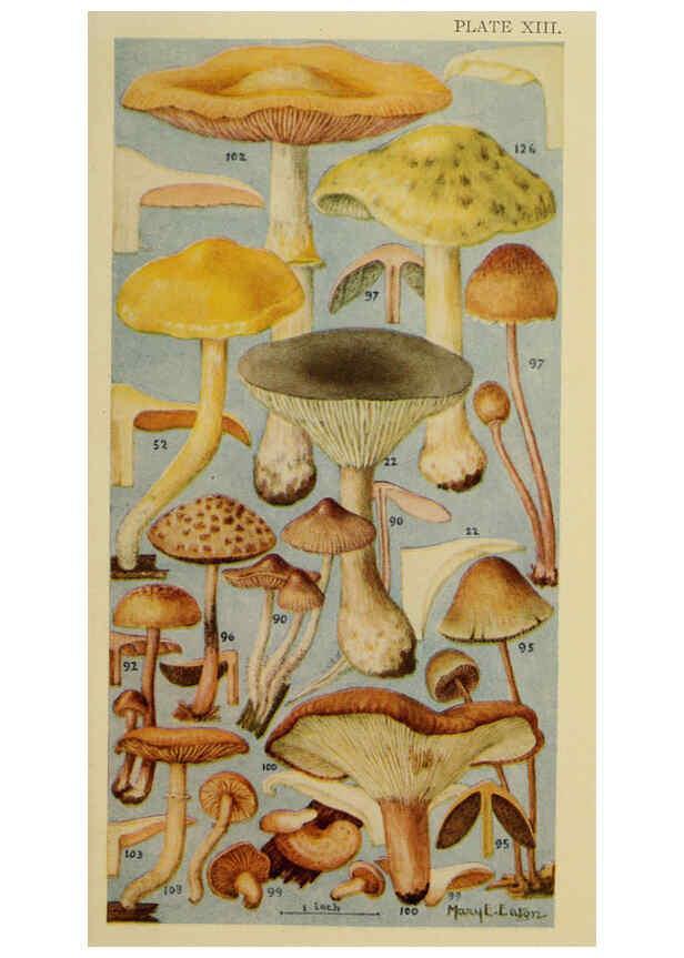 Reproducción/Reproduction 6263740476: Field book of common gilled mushrooms New York :G.P. Putnam's Sons,1928