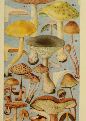 Reproducción/Reproduction 6263740476: Field book of common gilled mushrooms New York :G.P. Putnam's Sons,1928