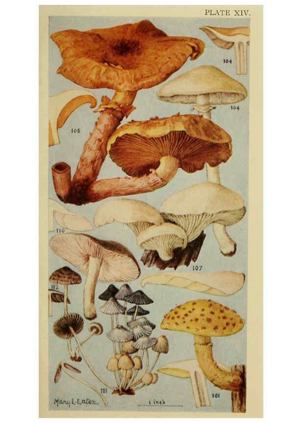 Reproducción/Reproduction 6263214463: Field book of common gilled mushrooms New York :G.P. Putnam's Sons,1928