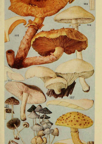 Reproducción/Reproduction 6263214463: Field book of common gilled mushrooms New York :G.P. Putnam's Sons,1928