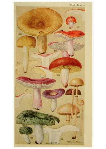 Reproducción/Reproduction 6263214633: Field book of common gilled mushrooms New York :G.P. Putnam's Sons,1928