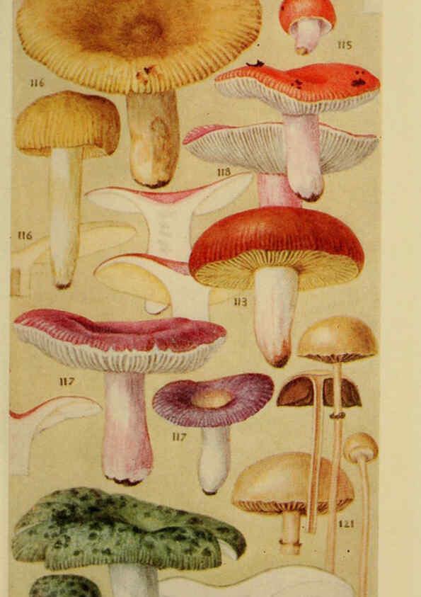 Reproducción/Reproduction 6263214633: Field book of common gilled mushrooms New York :G.P. Putnam's Sons,1928