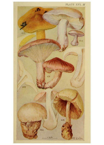 Reproducción/Reproduction 6263741462: Field book of common gilled mushrooms New York :G.P. Putnam's Sons,1928