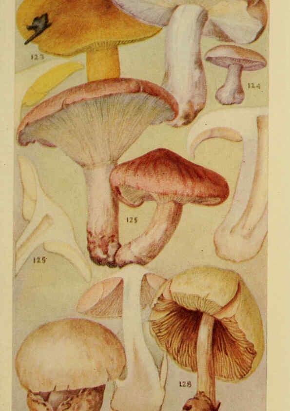 Reproducción/Reproduction 6263741462: Field book of common gilled mushrooms New York :G.P. Putnam's Sons,1928