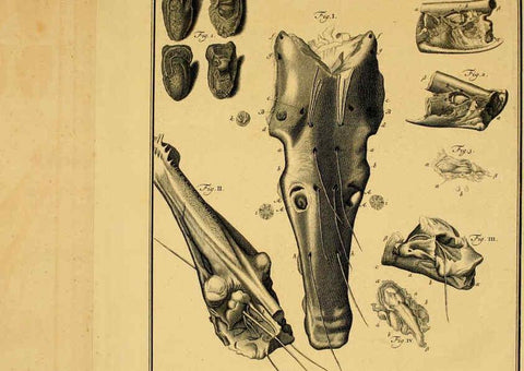 Reproducción/Reproduction 6263772024: Iacobi Theodori Klein Historiæ piscium naturalis Gedani [i.e. Gdansk] :Litteris Schreiberianis,1740-49