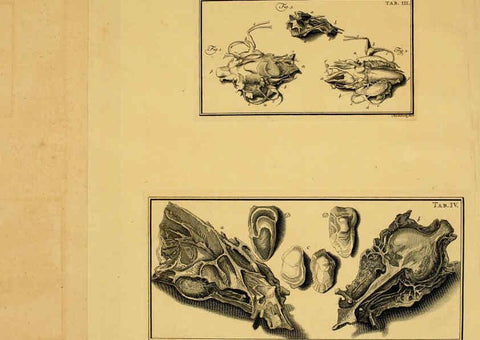 Reproducción/Reproduction 6263246327: Iacobi Theodori Klein Historiæ piscium naturalis Gedani [i.e. Gdansk] :Litteris Schreiberianis,1740-49