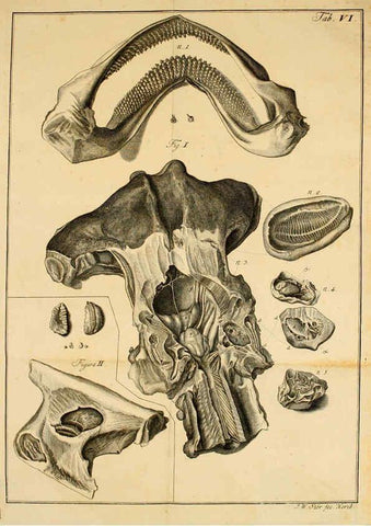 Reproducción/Reproduction 6263246669: Iacobi Theodori Klein Historiæ piscium naturalis Gedani [i.e. Gdansk] :Litteris Schreiberianis,1740-49