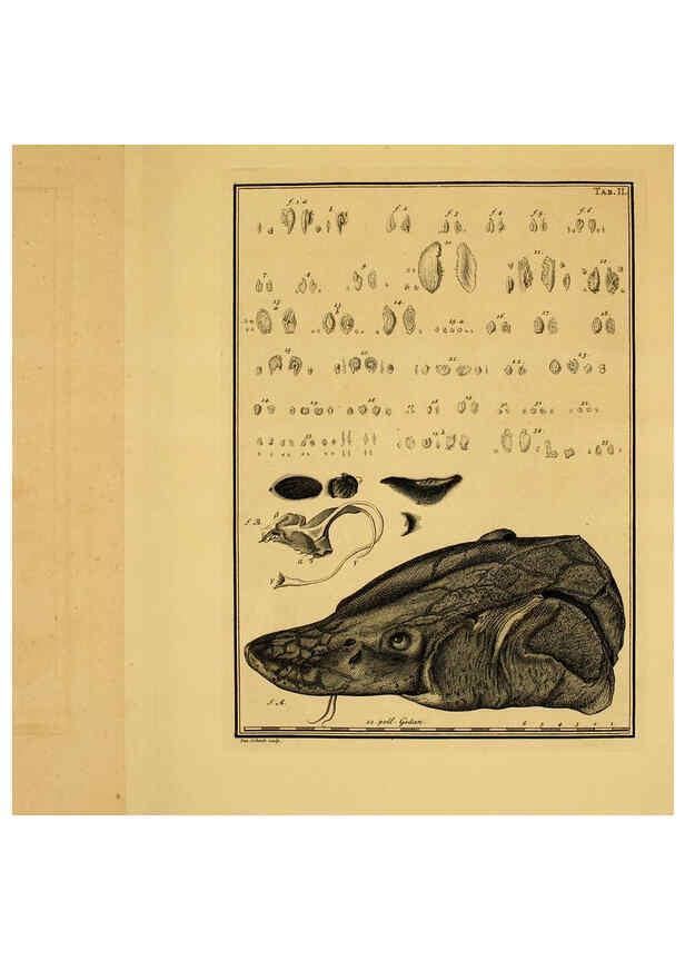 Reproducción/Reproduction 6263772182: Iacobi Theodori Klein Historiæ piscium naturalis Gedani [i.e. Gdansk] :Litteris Schreiberianis,1740-49