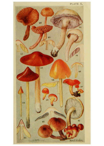 Reproducción/Reproduction 6263739494: Field book of common gilled mushrooms New York :G.P. Putnam's Sons,1928