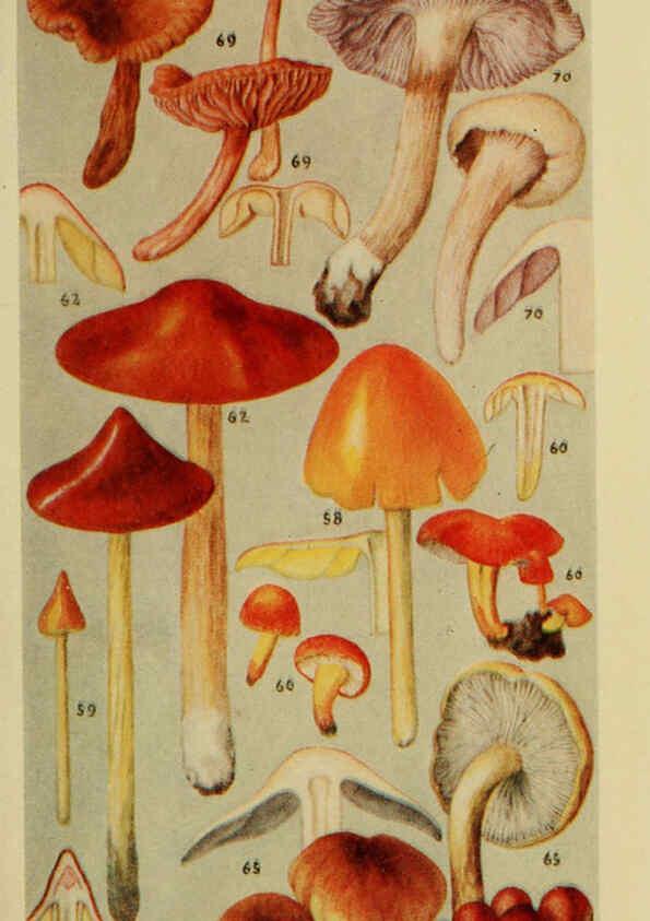 Reproducción/Reproduction 6263739494: Field book of common gilled mushrooms New York :G.P. Putnam's Sons,1928