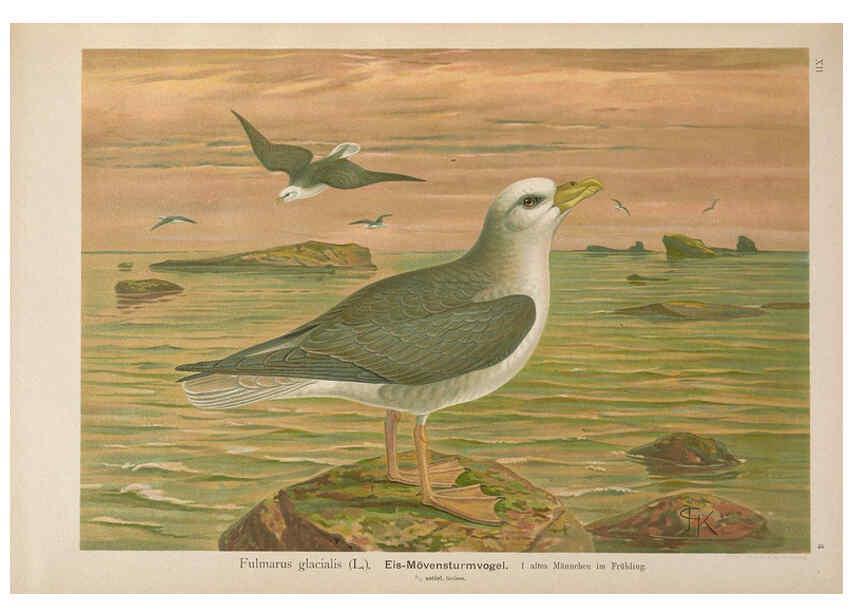 Reproducción/Reproduction 6263278769: Naumann, Naturgeschichte der Vögel Mitteleuropas. v.12. Gera-Untermhaus,F.E. Köhler,1897-1905 [v.1, 1905] 