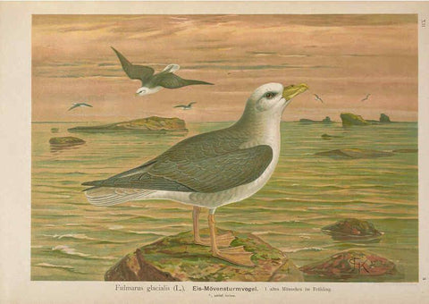 Reproducción/Reproduction 6263278769: Naumann, Naturgeschichte der Vögel Mitteleuropas. v.12. Gera-Untermhaus,F.E. Köhler,1897-1905 [v.1, 1905] 