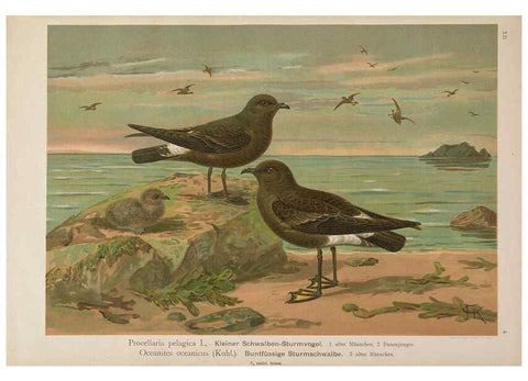 Reproducción/Reproduction 6263279077: Naumann, Naturgeschichte der Vögel Mitteleuropas. v.12. Gera-Untermhaus,F.E. Köhler,1897-1905 [v.1, 1905] 