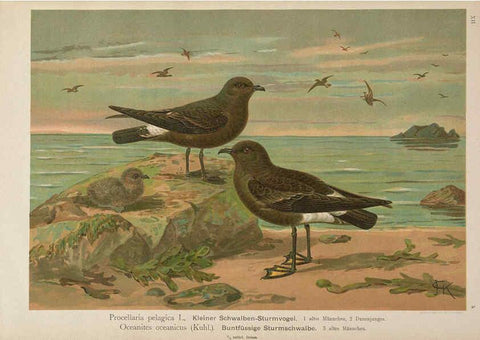 Reproducción/Reproduction 6263279077: Naumann, Naturgeschichte der Vögel Mitteleuropas. v.12. Gera-Untermhaus,F.E. Köhler,1897-1905 [v.1, 1905] 