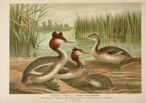 Reproducción/Reproduction 6263279483: Naumann, Naturgeschichte der Vögel Mitteleuropas. v.12. Gera-Untermhaus,F.E. Köhler,1897-1905 [v.1, 1905] 