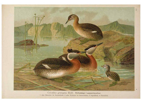 Reproducción/Reproduction 6263805916: Naumann, Naturgeschichte der Vögel Mitteleuropas. v.12. Gera-Untermhaus,F.E. Köhler,1897-1905 [v.1, 1905] 