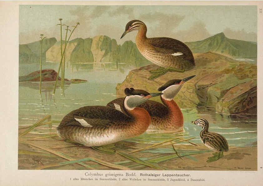 Reproducción/Reproduction 6263805916: Naumann, Naturgeschichte der Vögel Mitteleuropas. v.12. Gera-Untermhaus,F.E. Köhler,1897-1905 [v.1, 1905] 