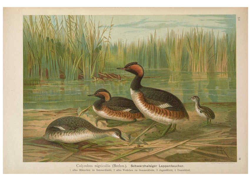 Reproducción/Reproduction 6263280067: Naumann, Naturgeschichte der Vögel Mitteleuropas. v.12. Gera-Untermhaus,F.E. Köhler,1897-1905 [v.1, 1905] 