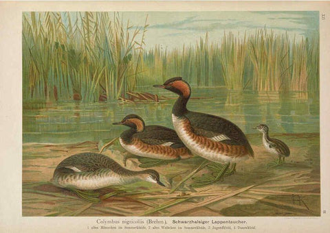 Reproducción/Reproduction 6263280067: Naumann, Naturgeschichte der Vögel Mitteleuropas. v.12. Gera-Untermhaus,F.E. Köhler,1897-1905 [v.1, 1905] 