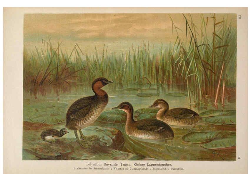 Reproducción/Reproduction 6263280247: Naumann, Naturgeschichte der Vögel Mitteleuropas. v.12. Gera-Untermhaus,F.E. Köhler,1897-1905 [v.1, 1905] 