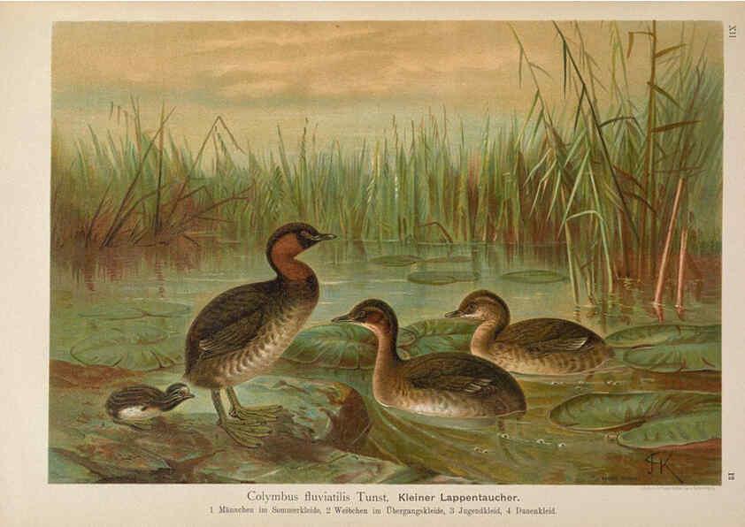 Reproducción/Reproduction 6263280247: Naumann, Naturgeschichte der Vögel Mitteleuropas. v.12. Gera-Untermhaus,F.E. Köhler,1897-1905 [v.1, 1905] 