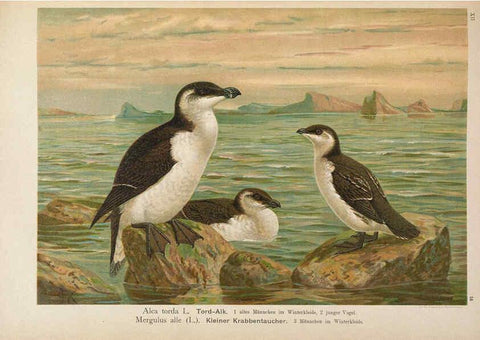 Reproducción/Reproduction 6263281245: Naumann, Naturgeschichte der Vögel Mitteleuropas. v.12. Gera-Untermhaus,F.E. Köhler,1897-1905 [v.1, 1905] 