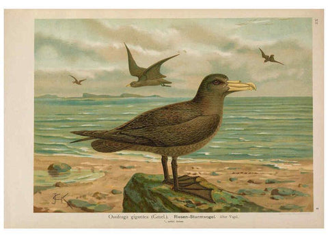 Reproducción/Reproduction 6263804766: Naumann, Naturgeschichte der Vögel Mitteleuropas. v.12. Gera-Untermhaus,F.E. Köhler,1897-1905 [v.1, 1905] 