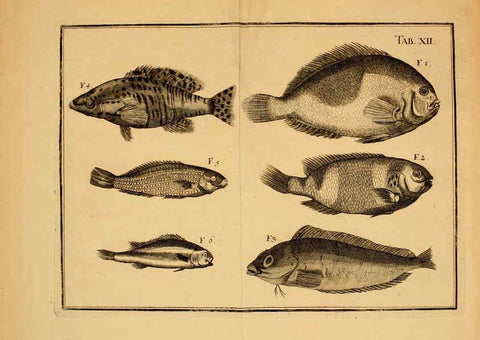 Reproducción/Reproduction 6263253617: Iacobi Theodori Klein Historiæ piscium naturalis Gedani [i.e. Gdansk] :Litteris Schreiberianis,1740-49