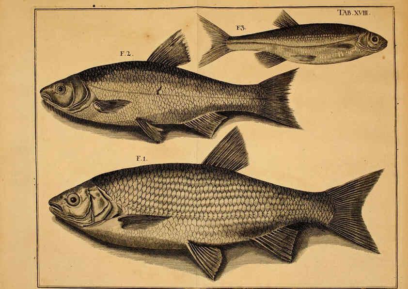 Reproducción/Reproduction 6263780558: Iacobi Theodori Klein Historiæ piscium naturalis Gedani [i.e. Gdansk] :Litteris Schreiberianis,1740-49