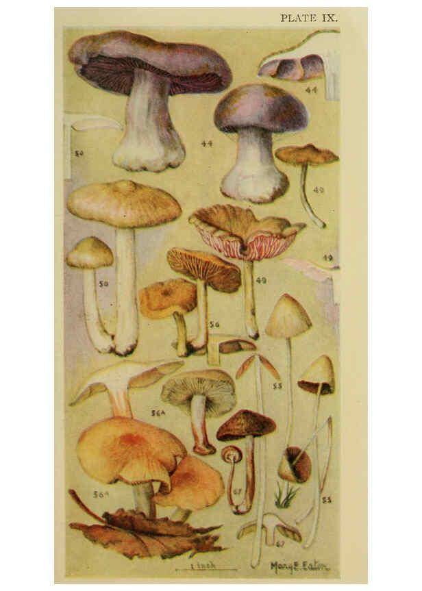 Reproducción/Reproduction 6263213015: Field book of common gilled mushrooms New York :G.P. Putnam's Sons,1928