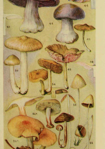 Reproducción/Reproduction 6263213015: Field book of common gilled mushrooms New York :G.P. Putnam's Sons,1928