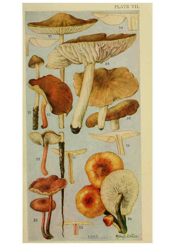 Reproducción/Reproduction 6263212505: Field book of common gilled mushrooms New York :G.P. Putnam's Sons,1928