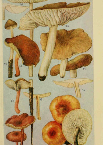 Reproducción/Reproduction 6263212505: Field book of common gilled mushrooms New York :G.P. Putnam's Sons,1928