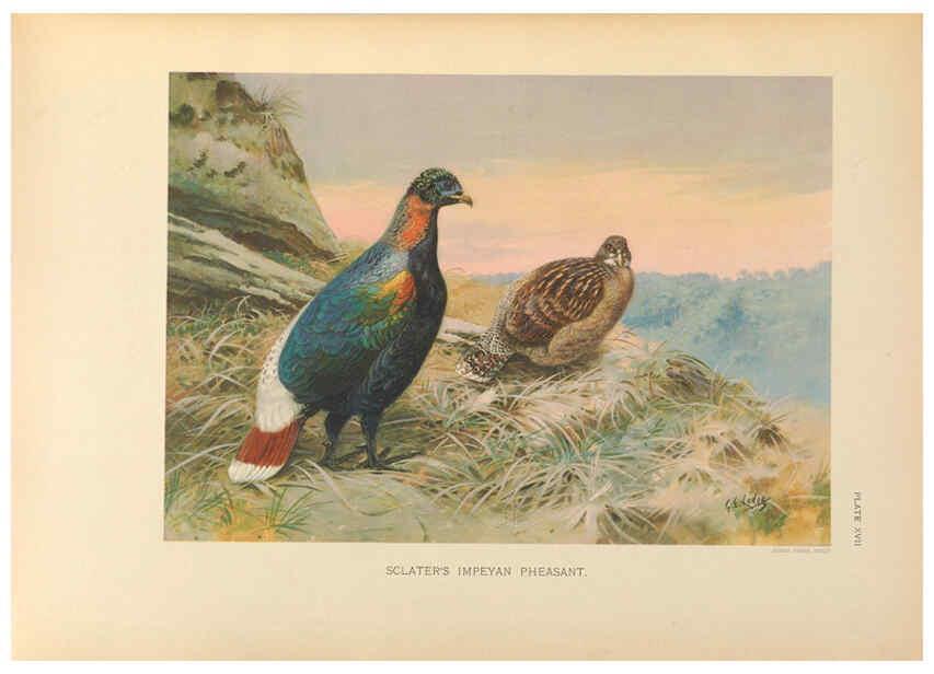 Reproducción/Reproduction 6263118635: A monograph of the pheasants. v.1. London, England :Published under the auspices of the New York Zoological Society by Witherby & Co.,1918-1922