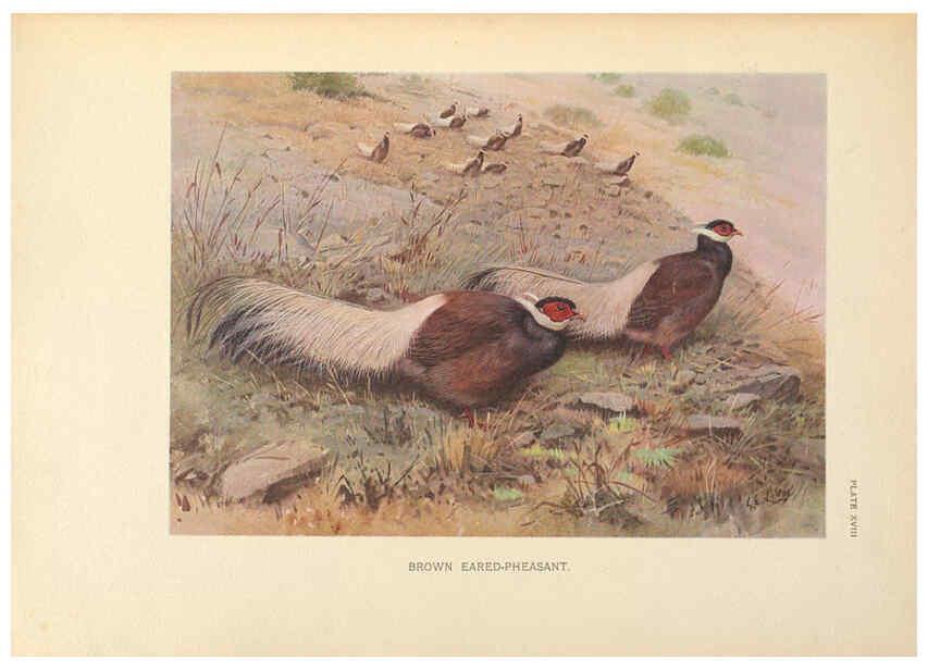 Reproducción/Reproduction 6263118845: A monograph of the pheasants. v.1. London, England :Published under the auspices of the New York Zoological Society by Witherby & Co.,1918-1922