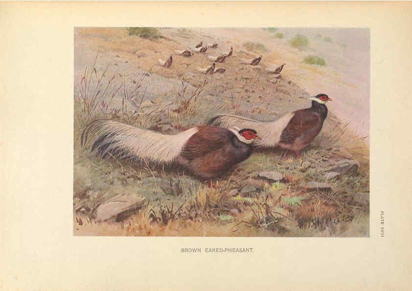 Reproducción/Reproduction 6263118845: A monograph of the pheasants. v.1. London, England :Published under the auspices of the New York Zoological Society by Witherby & Co.,1918-1922