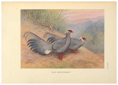 Reproducción/Reproduction 6263644424: A monograph of the pheasants. v.1. London, England :Published under the auspices of the New York Zoological Society by Witherby & Co.,1918-1922