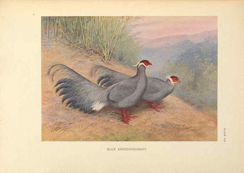 Reproducción/Reproduction 6263644424: A monograph of the pheasants. v.1. London, England :Published under the auspices of the New York Zoological Society by Witherby & Co.,1918-1922