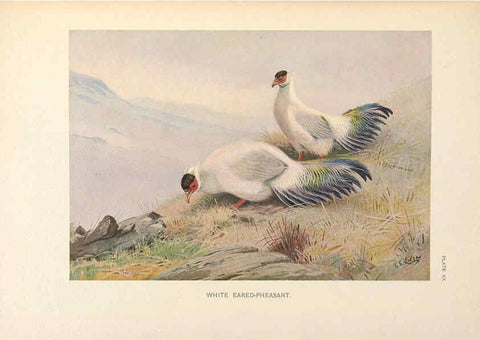 Reproducción/Reproduction 6263644602: A monograph of the pheasants. v.1. London, England :Published under the auspices of the New York Zoological Society by Witherby & Co.,1918-1922