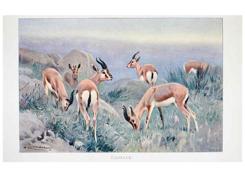 Reproducción/Reproduction 6263673224: Wild life of the world. v.2. London ;F. Warne and co.,1916