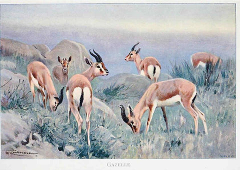 Reproducción/Reproduction 6263673224: Wild life of the world. v.2. London ;F. Warne and co.,1916