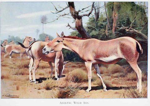 Reproducción/Reproduction 6263148059: Wild life of the world. v.2. London ;F. Warne and co.,1916